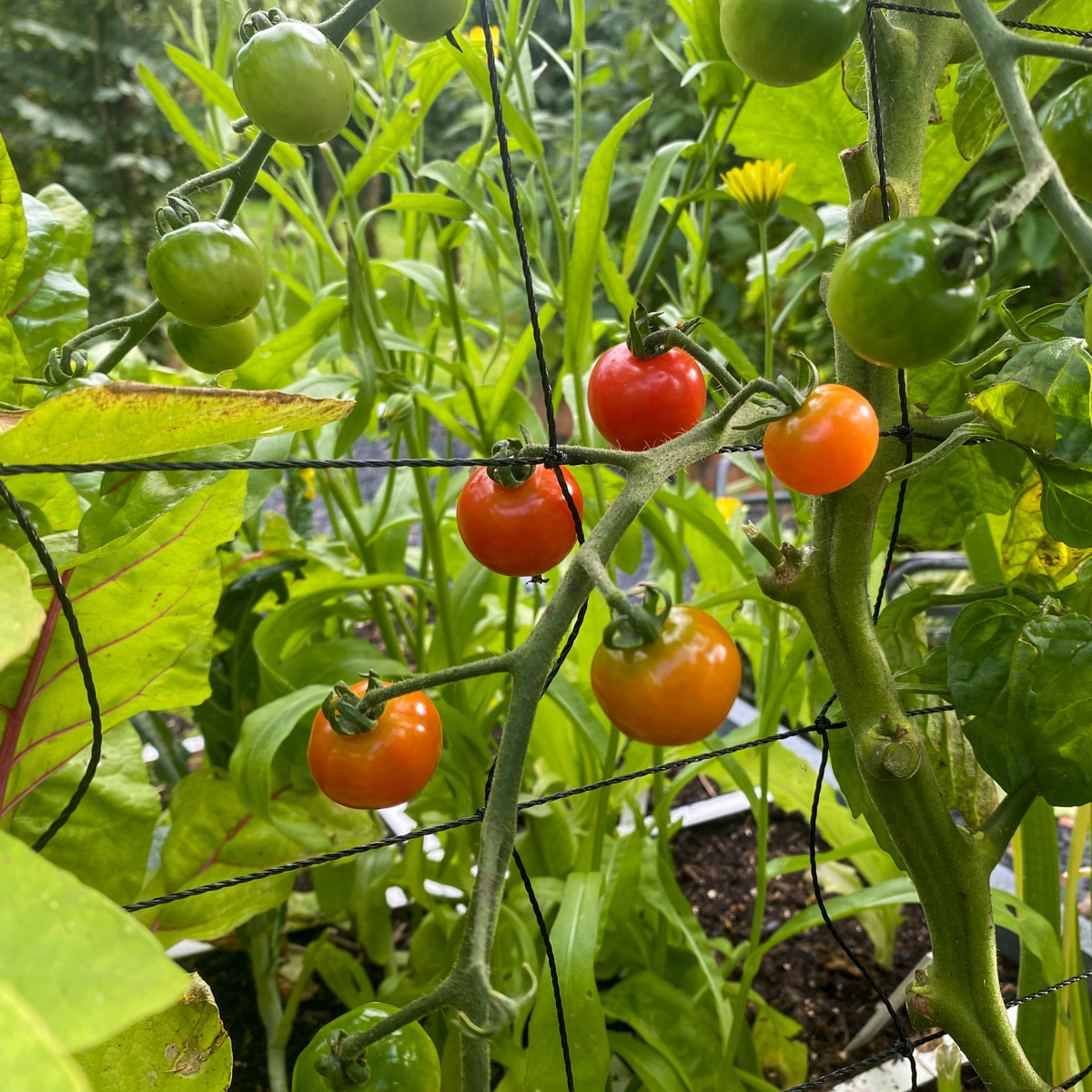 Sweety cherry tomatoes on the climbing frame of an Easy Vegetable Garden box