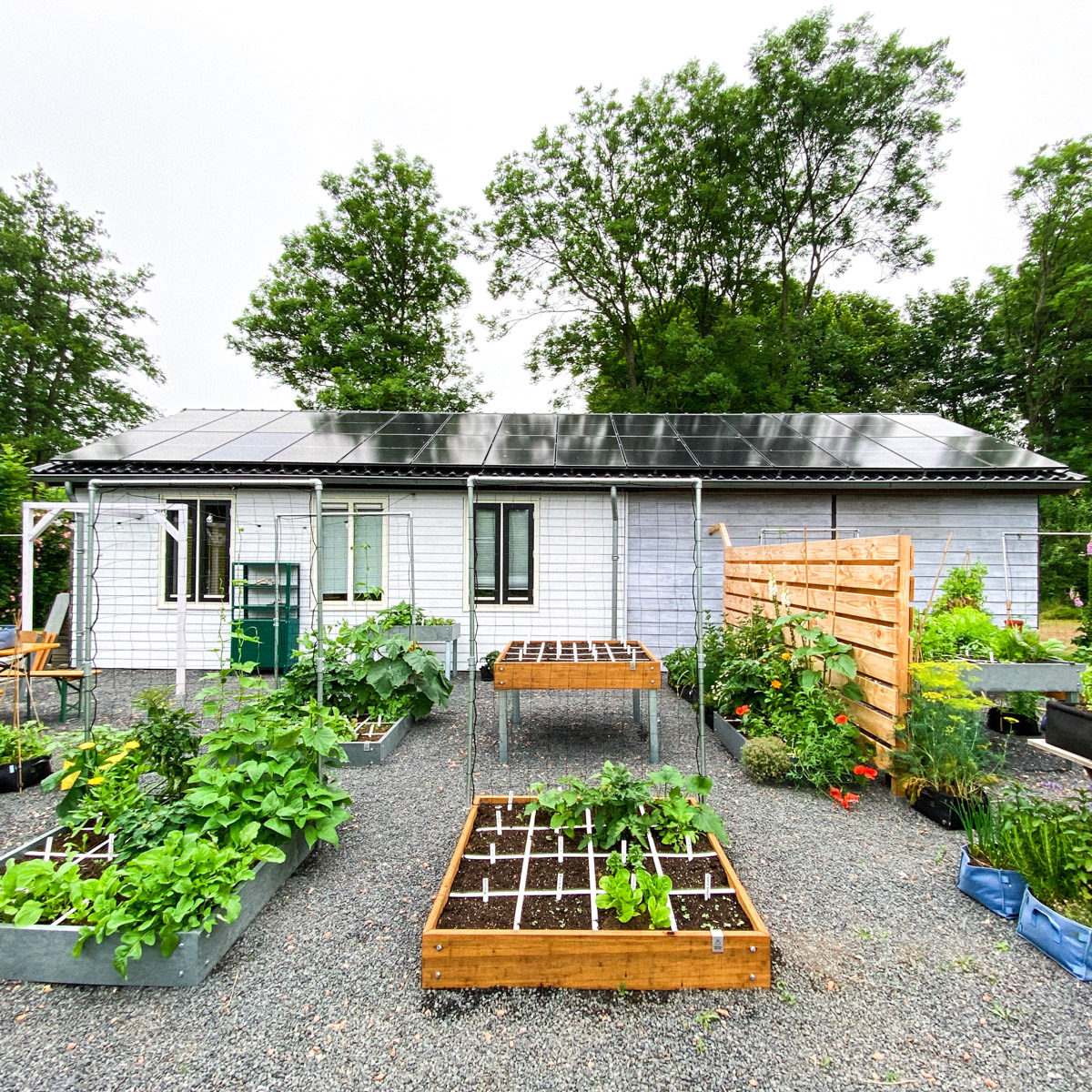 Raised beds in Den Andel at the end of June 2021, started on 1 May