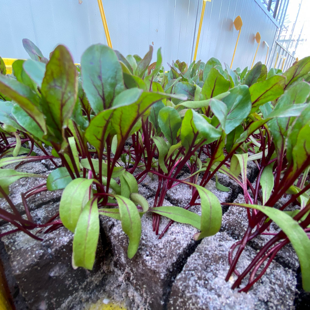 Multiple young beetroot plants growing together in one soil block