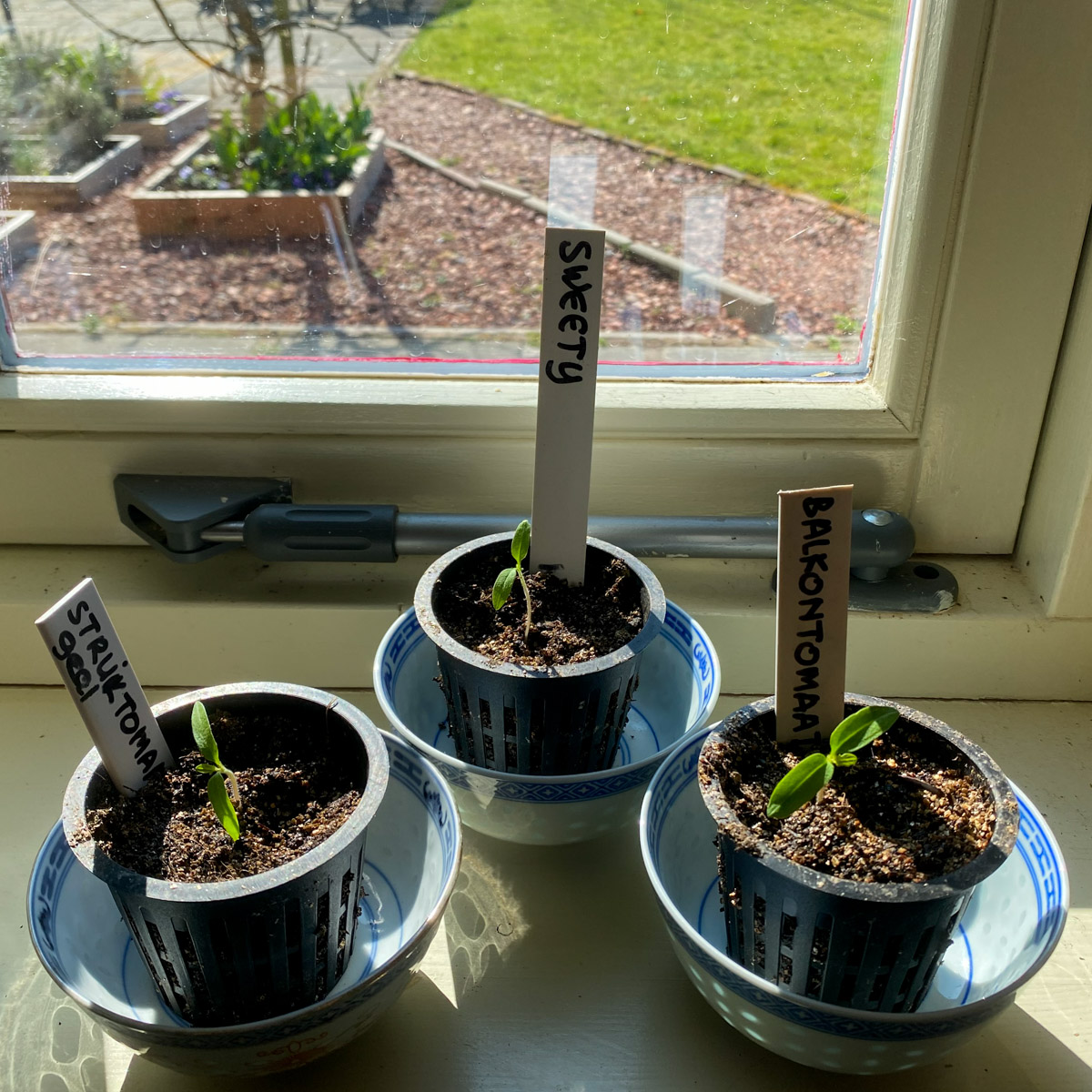 Tomatenzaailingen op de vensterbank