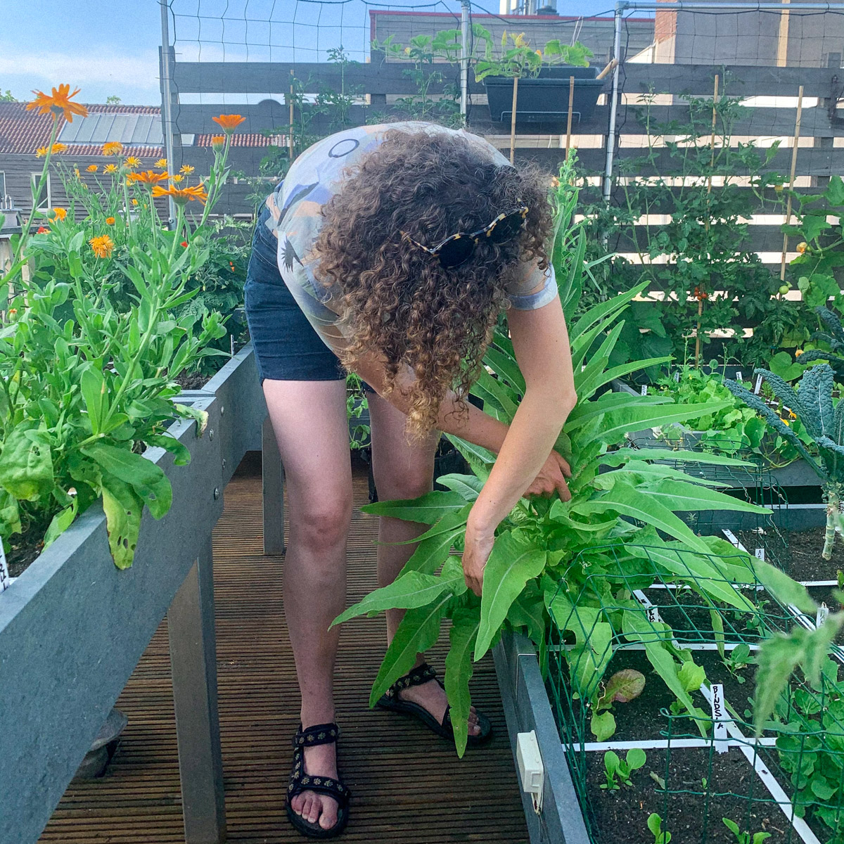 Stengelsla en andere groentes uit de Makkelijke Moestuinbak