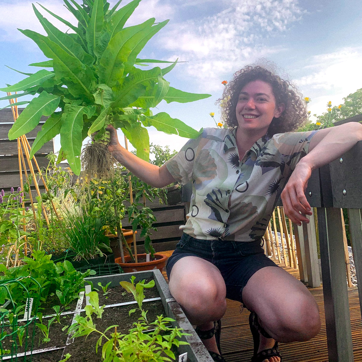 Net geoogste stengelsla plant uit de Makkelijke Moestuin