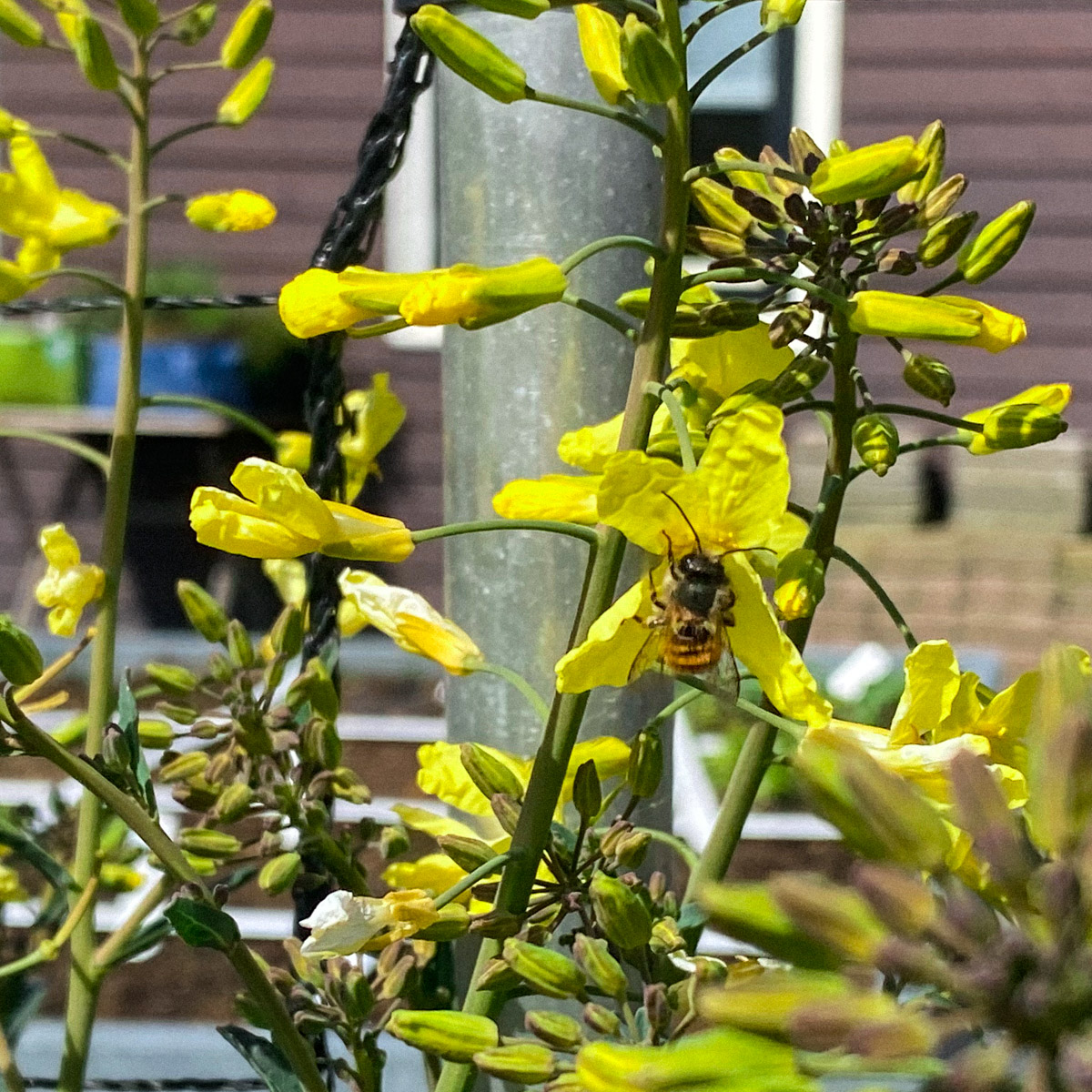 Palmkool van de Makkelijke Moestuin in bloei: vroege voeding voor bijen.