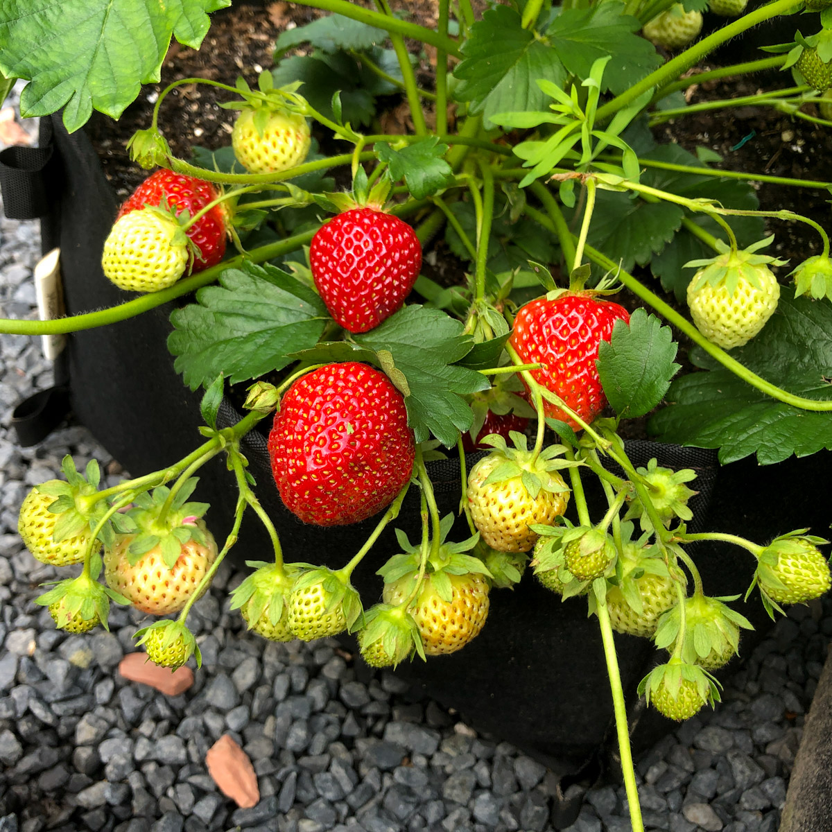 Makkelijke Moestuin everbearing strawberries Favori in a mini-growbag