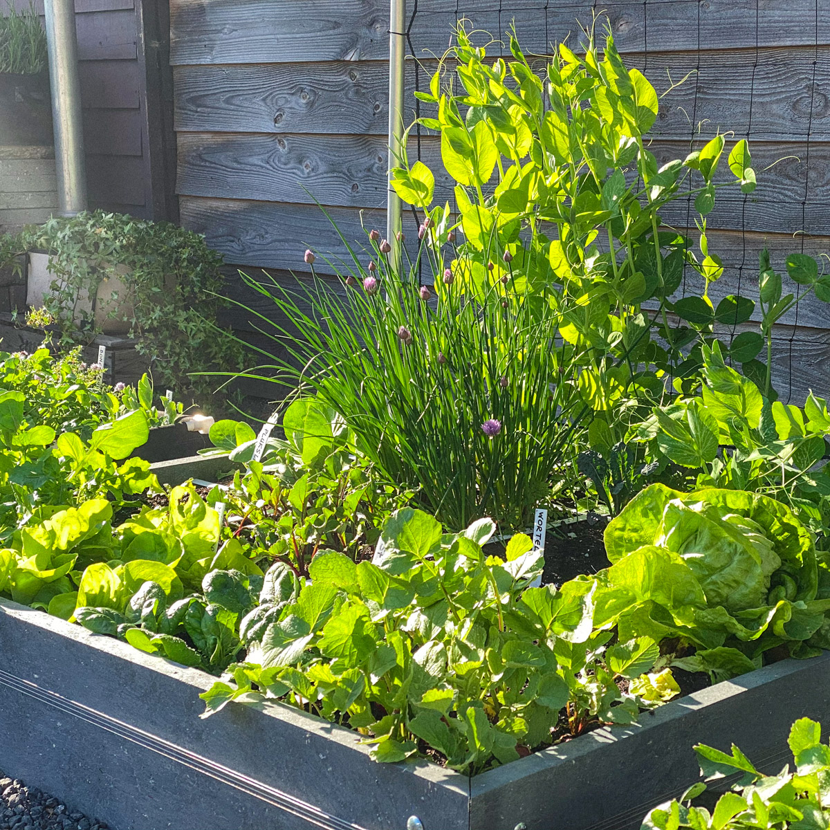 End of April: the vegetables grow faster and faster