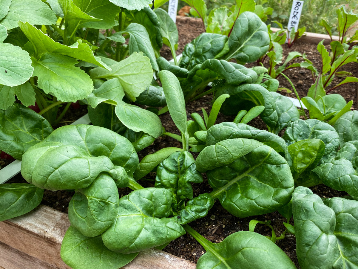 Spinach, turnips, red beets: everything grows well in a Planty Garden in April