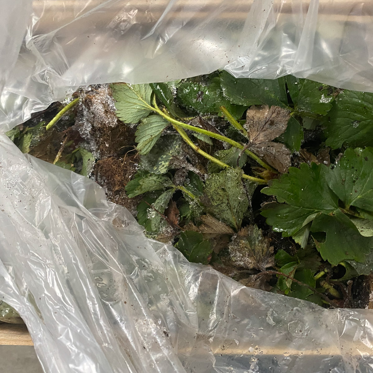 Bevroren aardbeienplantjes