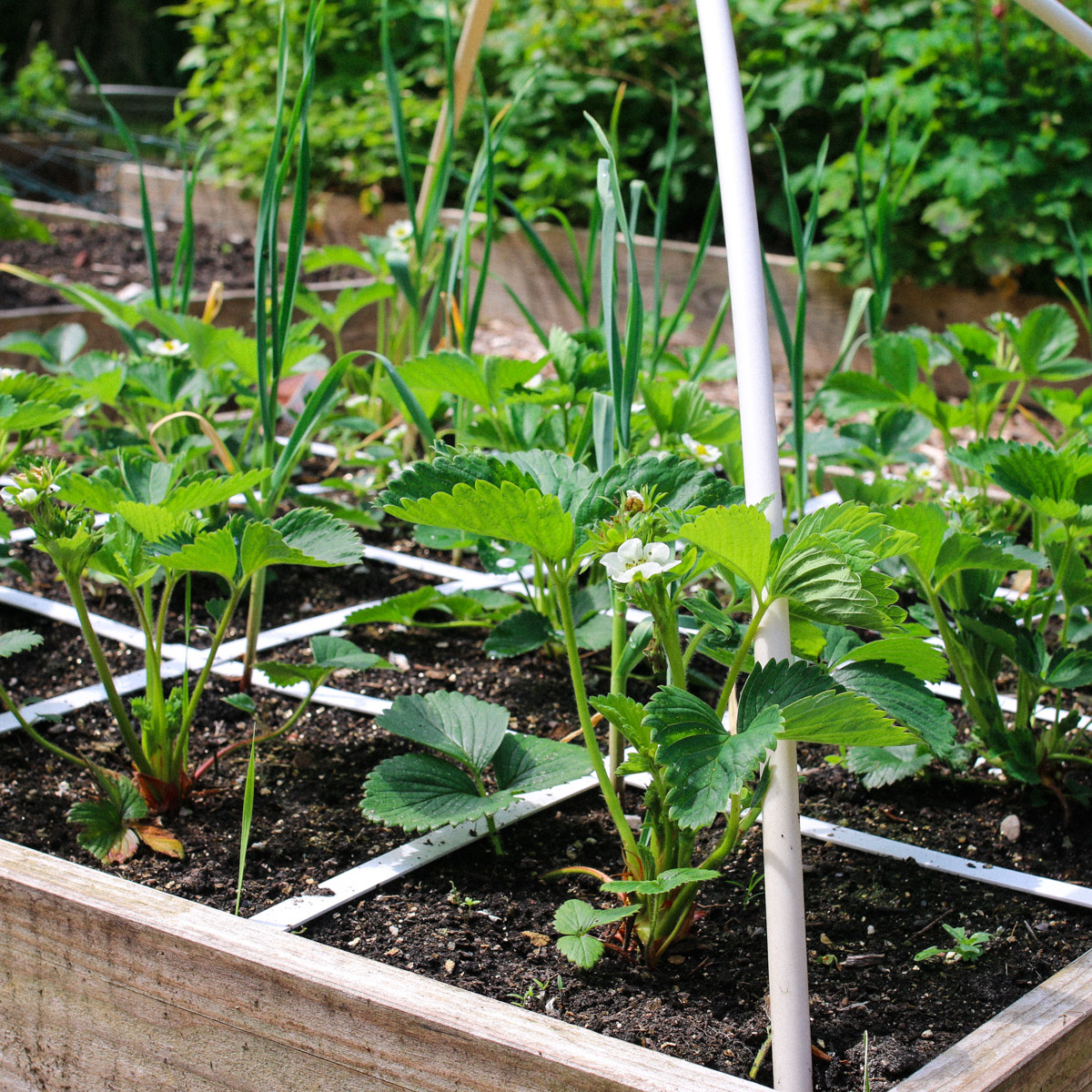 Aardbeienplanten in een Makkelijke Moestuinbak met 16 vakken