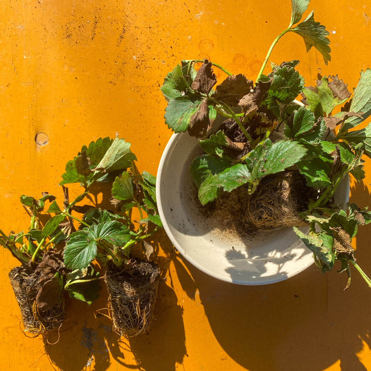 Zet aardbeienplantjes voor het planten eerst in een laagje water zodat de wortelkluit goed vochtig wordt