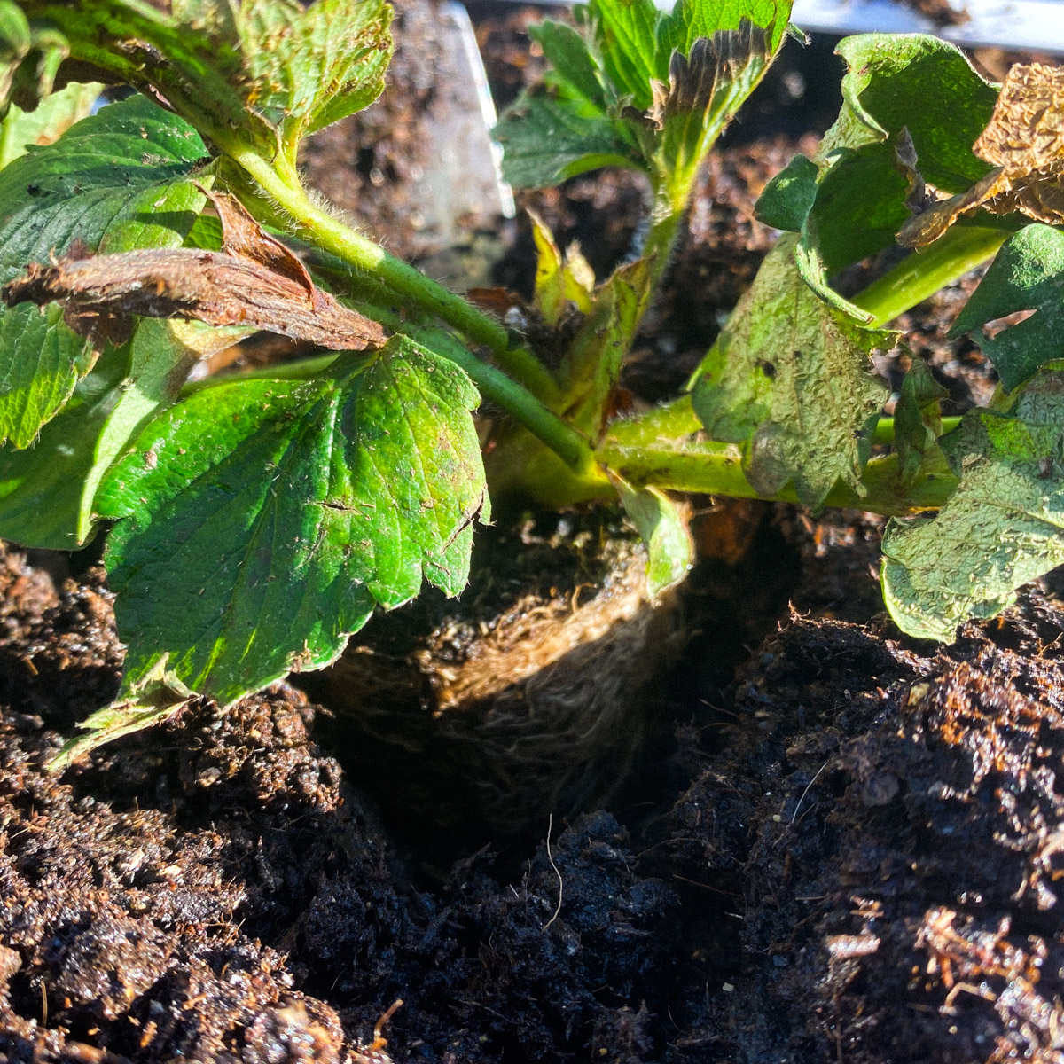 Zet de plant even diep in de mix als hij in het potje stond