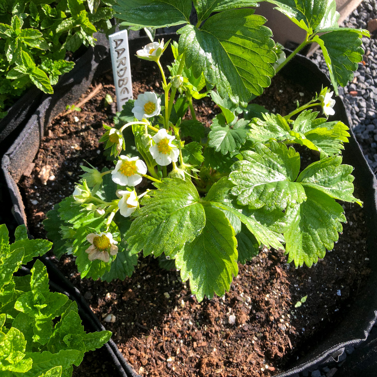 Bloeiende aardbeiplant in een Makkelijke Moestuin mini growbag