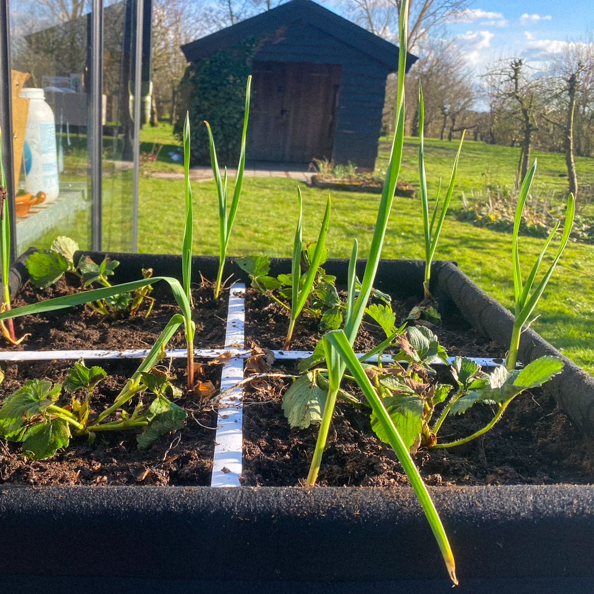 Knoflook en aardbeien zijn prima buren
