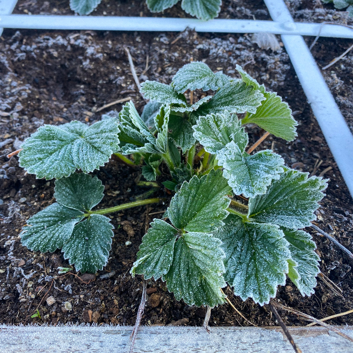Volwassen aardbeienplanten kunnen prima tegen een nachtvorst, maar dek ze af bij strenge vorst