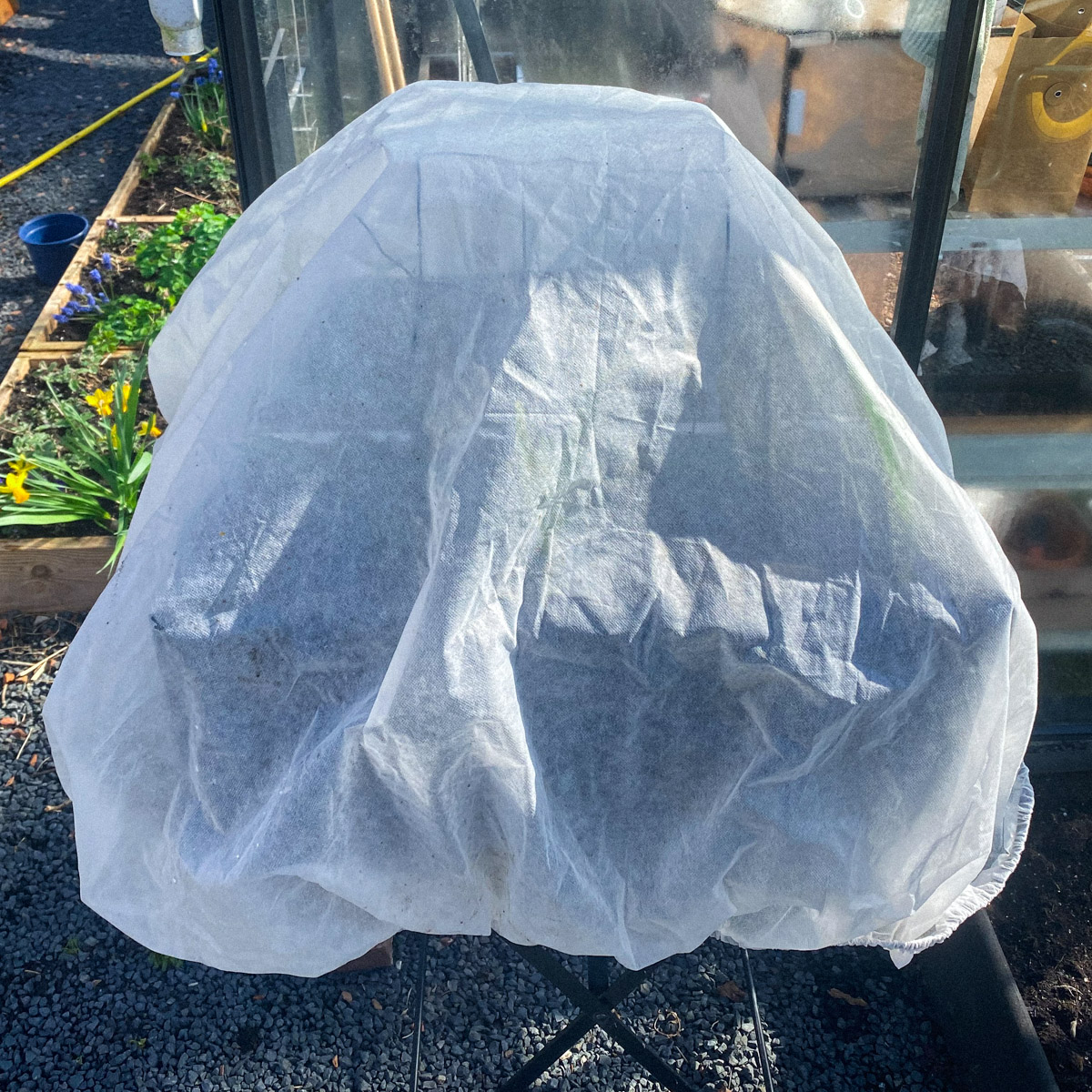 Aardbeien van de Makkelijke Moestuin onder muts van vlies