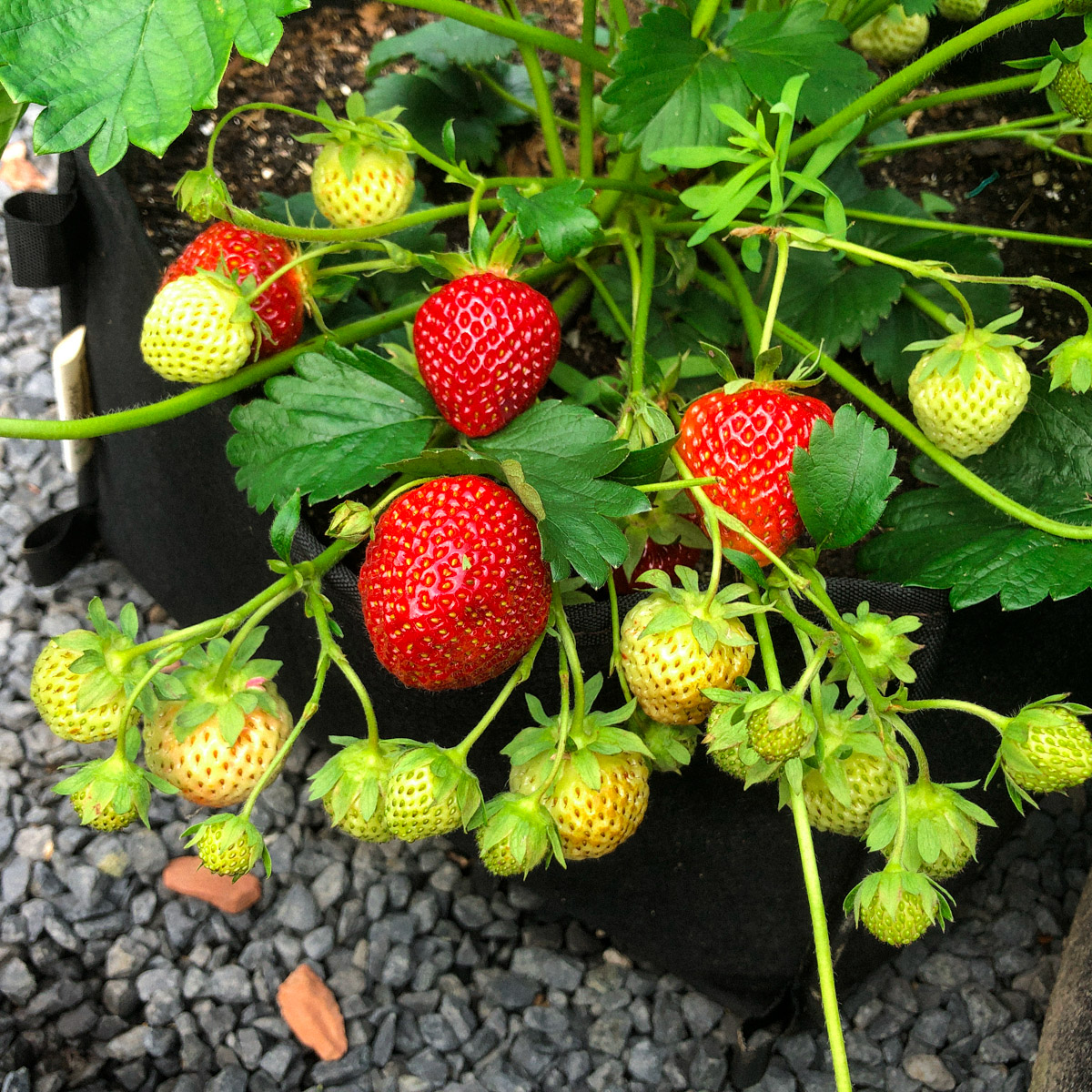 Twee aardbeienplantjes - doordragend