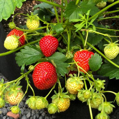 Doe je mee met aardbeien testen?