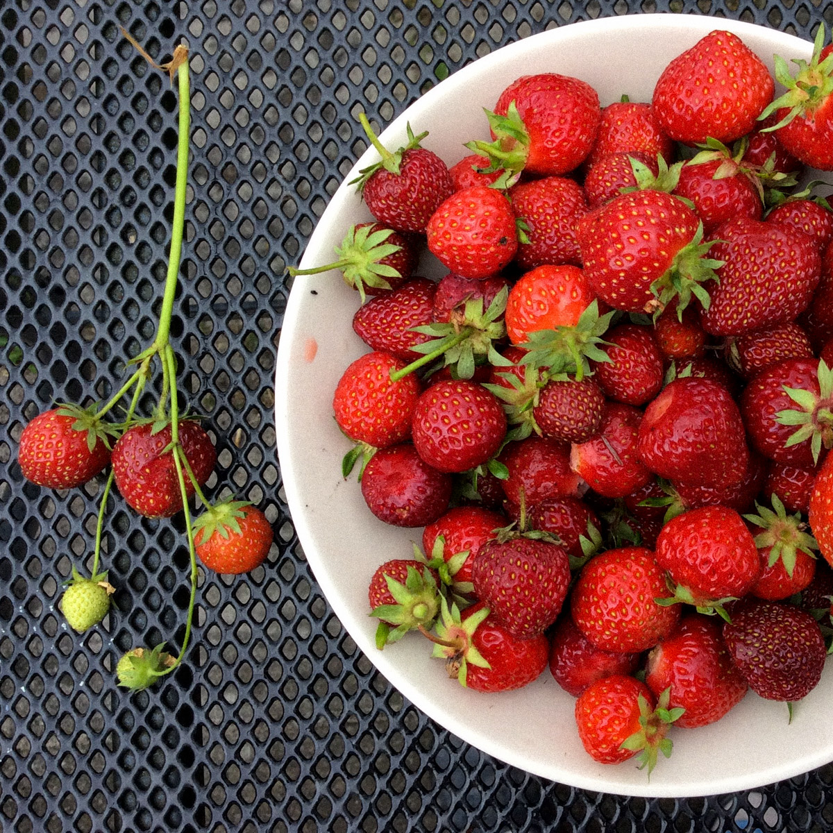 Volop aardbeien uit een moestuinbak
