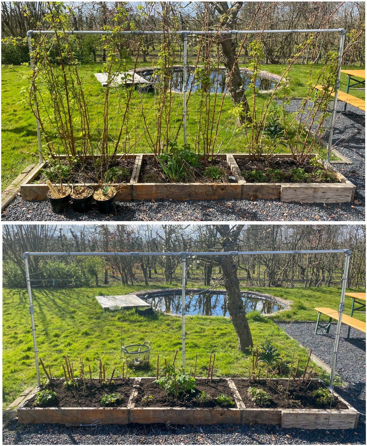 Fruitbak in de Makkelijke Moestuin voor en na de voorjaarssnoei van de frambozen.