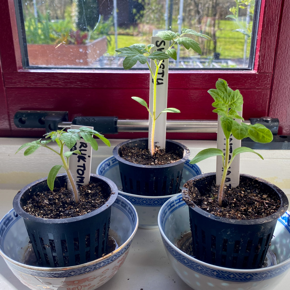 Tomaten plantjes op de vensterbank: krap 2 weken oud