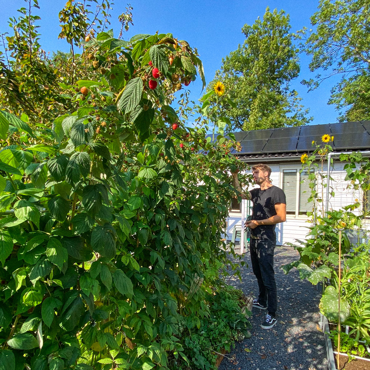 Fruitbak in de Makkelijke Moestuin - met o.a. frambozen
