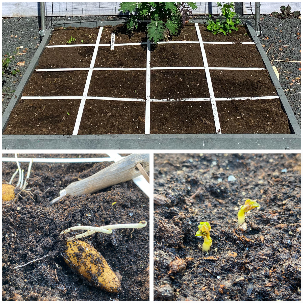 Moestuinbak met vroege aardappels: zo op het oog nog niets te zien, maar onder de grond lopen de aardappels al flink uit.