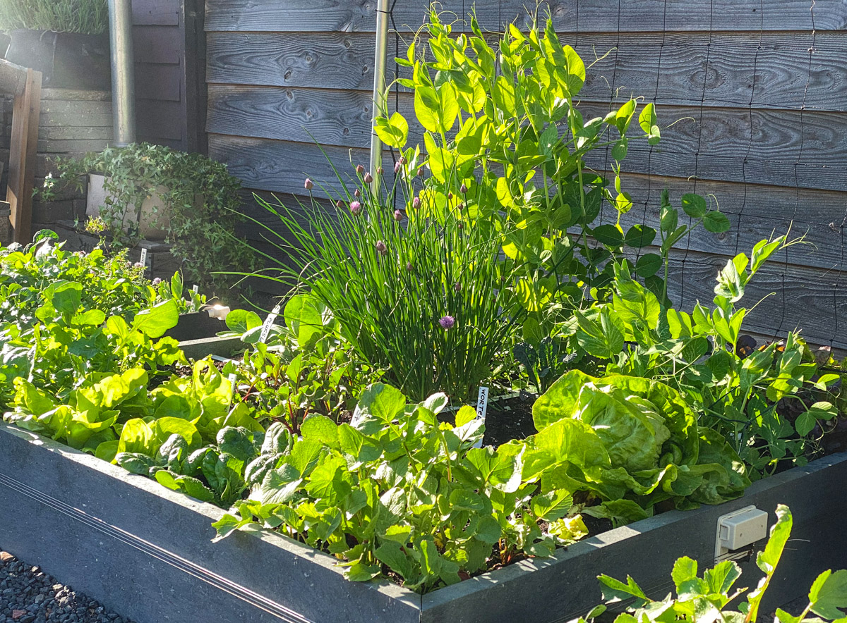 Planty garden box in May: filled with fresh, lush greens