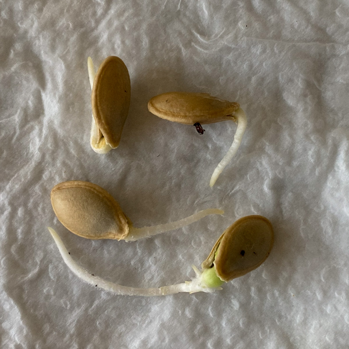 Gekiemde klimcourgettezaden Makkelijke Moestuin