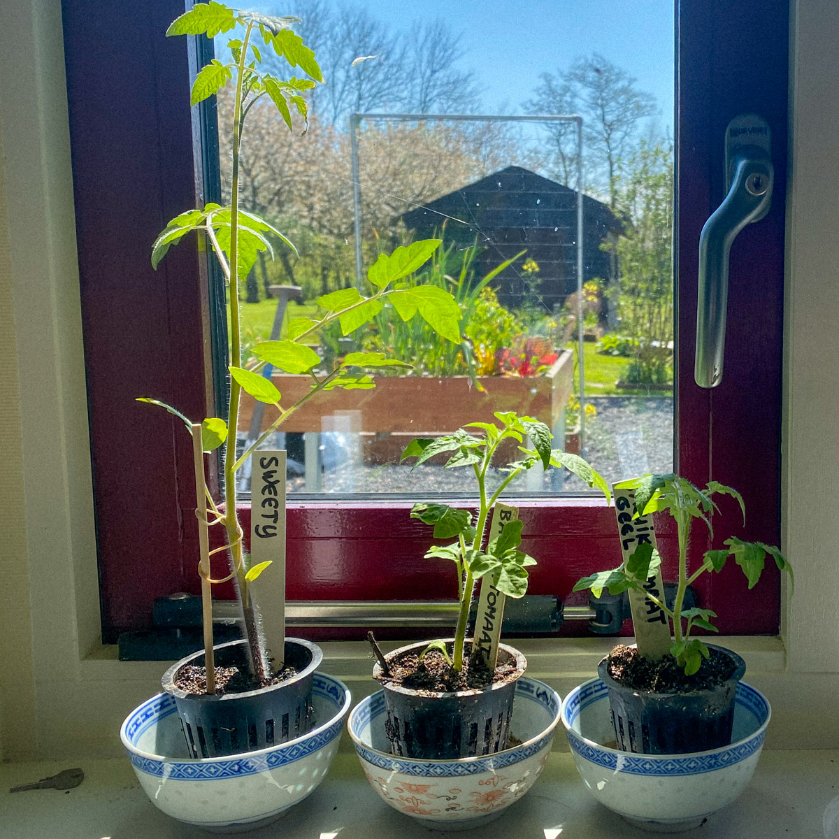 Makkelijke Moestuin tomaten: Sweety, balkontomaat en gele struiktomaat.