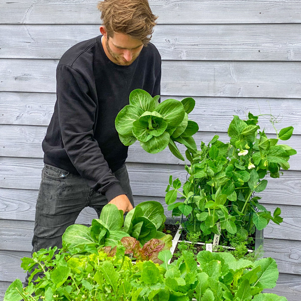 In May, you can already harvest regularly from your Planty Garden.