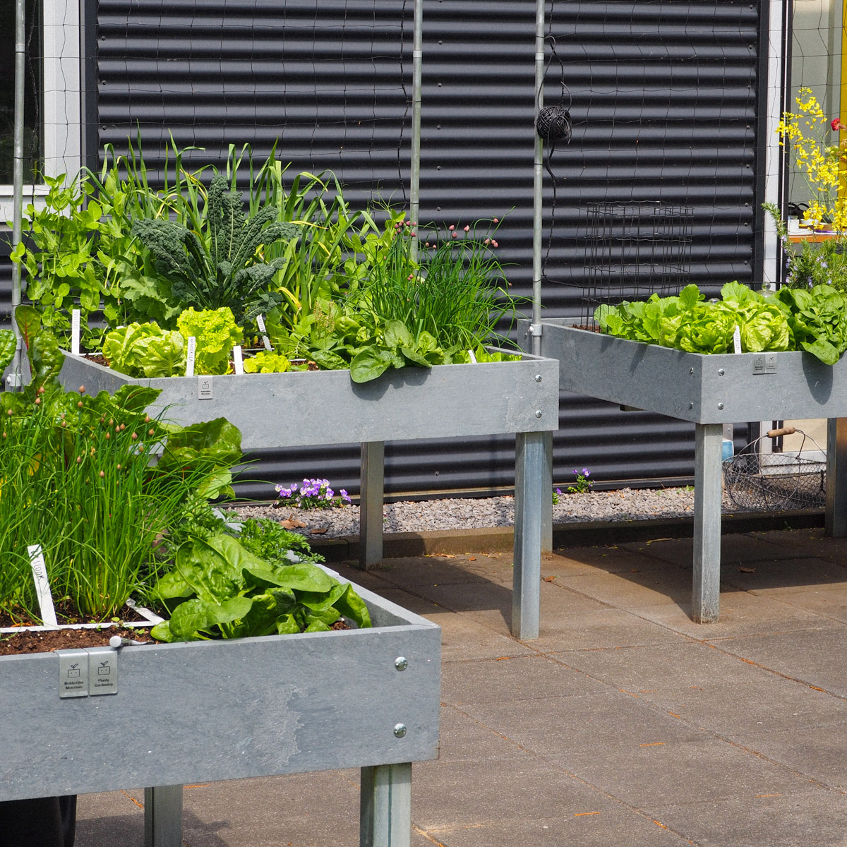 Planty Garden Hero boxes in early May: last year's herbs next to freshly sown vegetables.