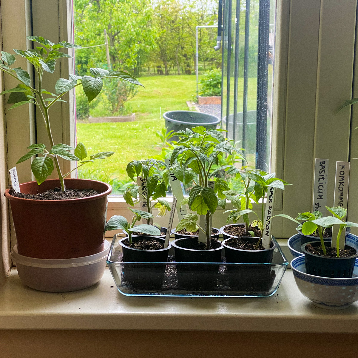In May, the window sills are getting more and more full of pre-sown summer vegetables.