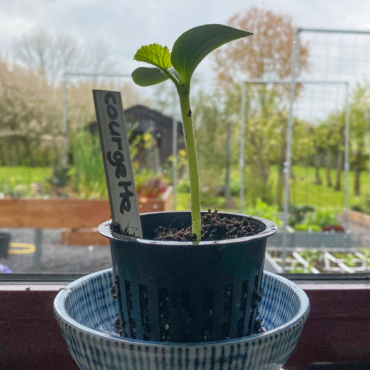 Seedling of the Planty garden climbing zucchini