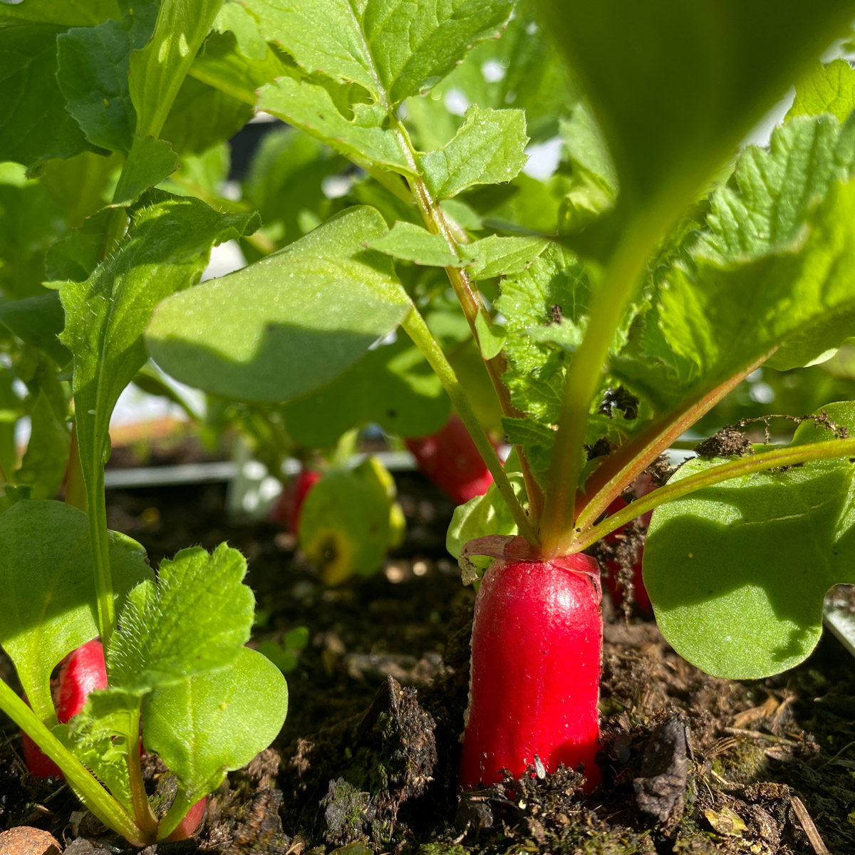 French radishes: fast-growing and super tasty
