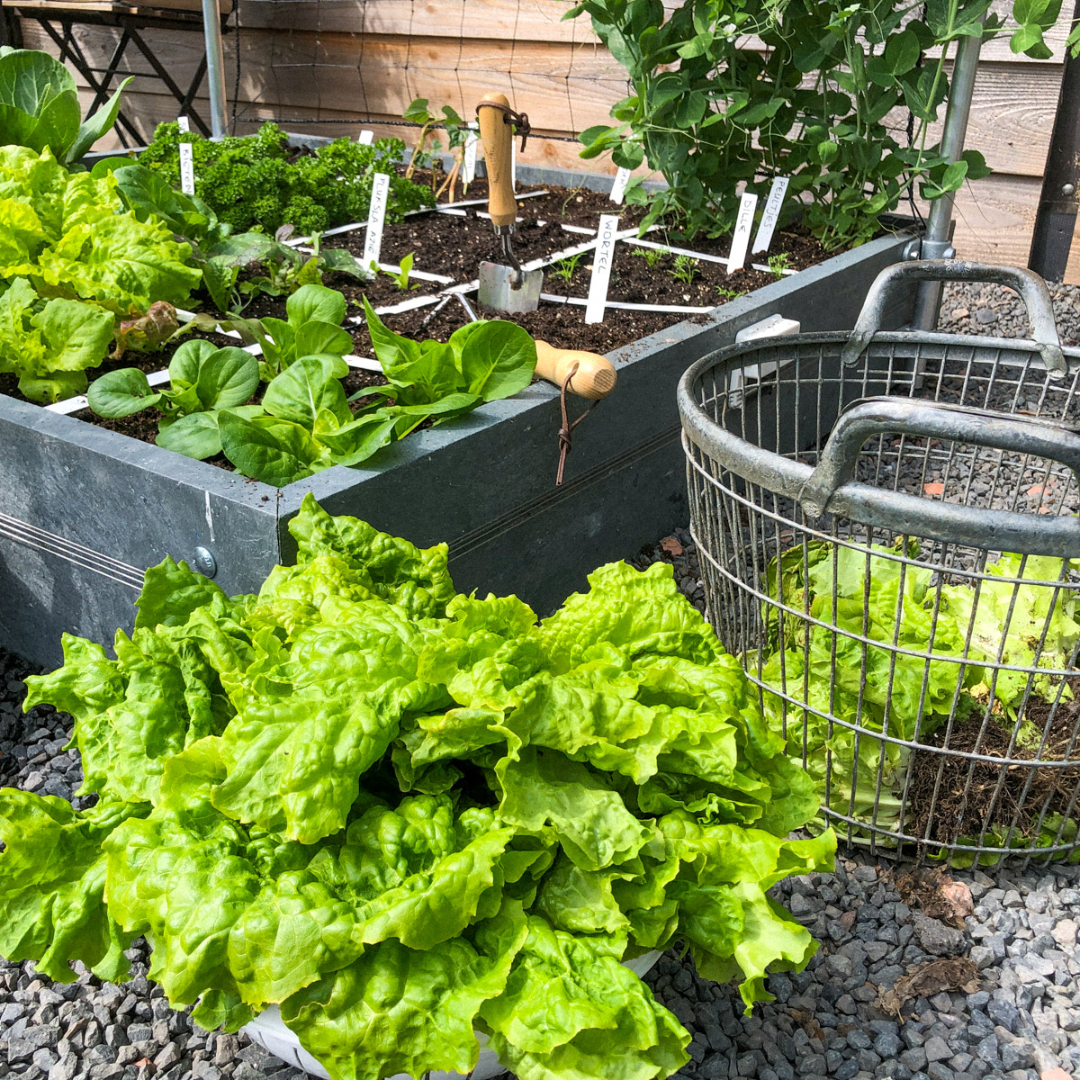 Harvested a complete patch in your Planty garden? Then re-sow immediately.