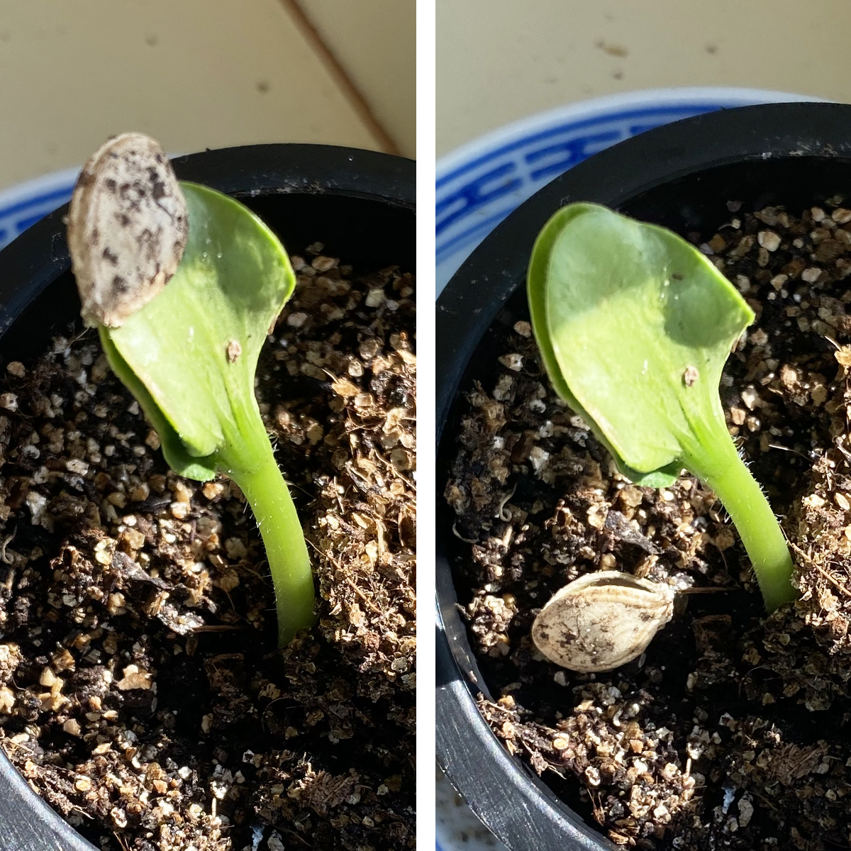 Haal een zaadschilletje bij een zaailing van een courgette of pompoen voorzichtig weg.