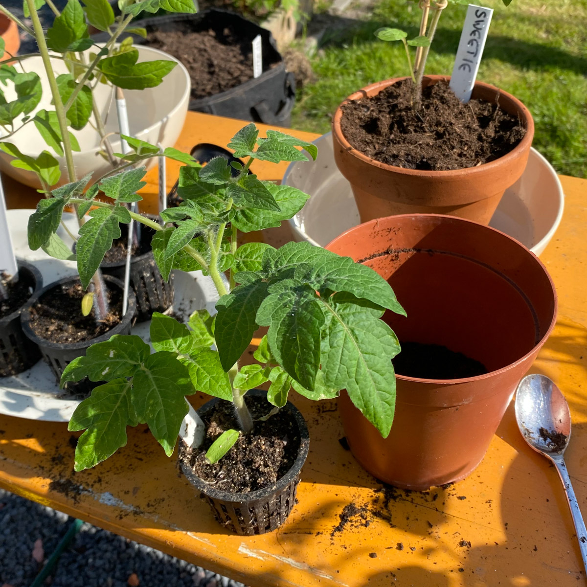 Tomaten verpotten om ze groter en sterker te maken