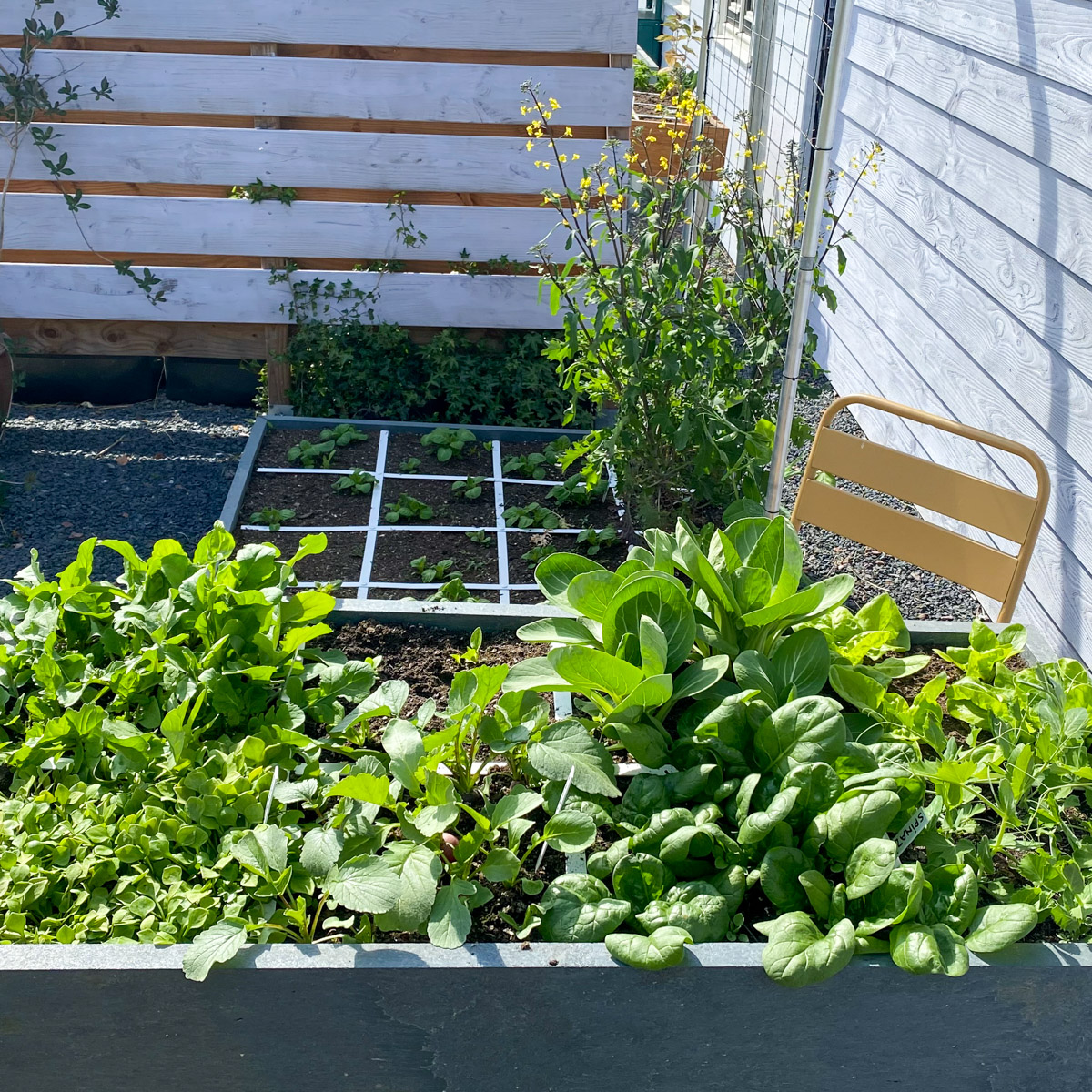 Begin mei beginnen de planten in je moestuin steeds sneller te groeien