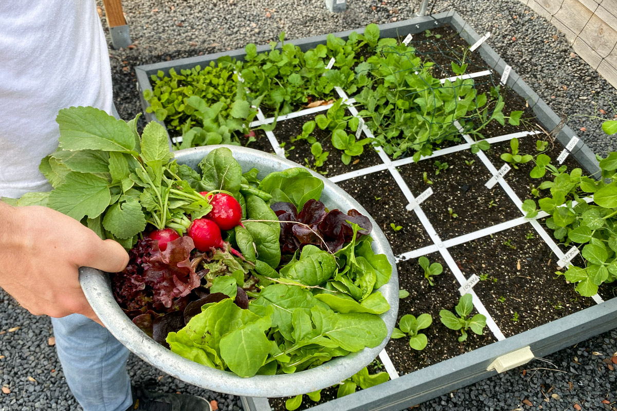 Zaaien en oogsten in mei: sla, radijs, rucola