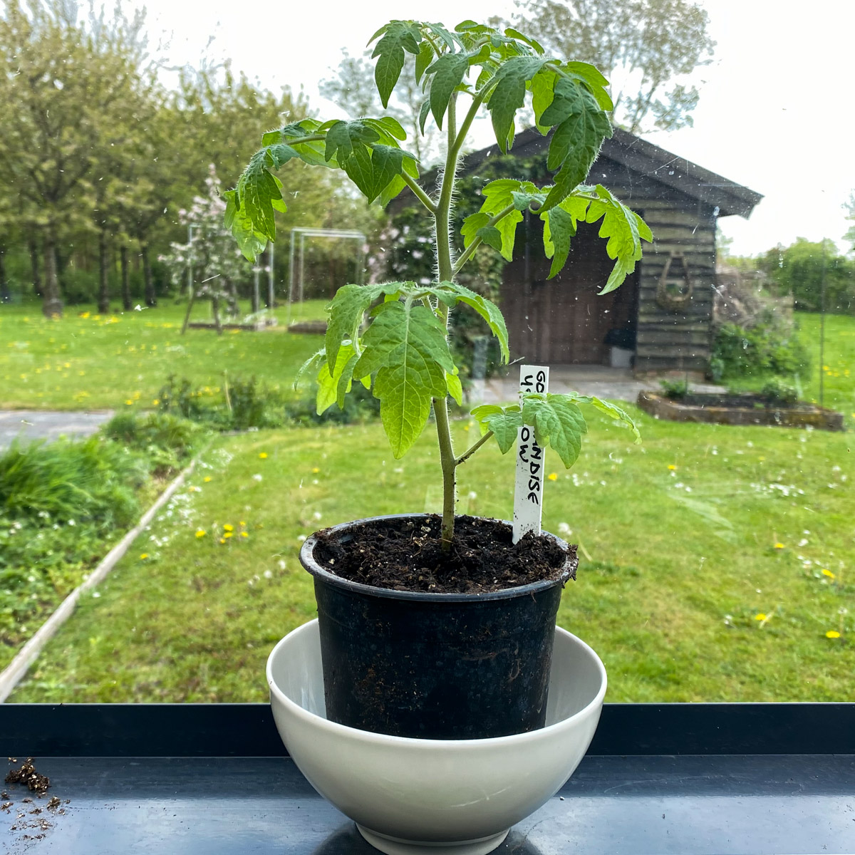 Gele struiktomaat, net verpot naar pot met MM-mix
