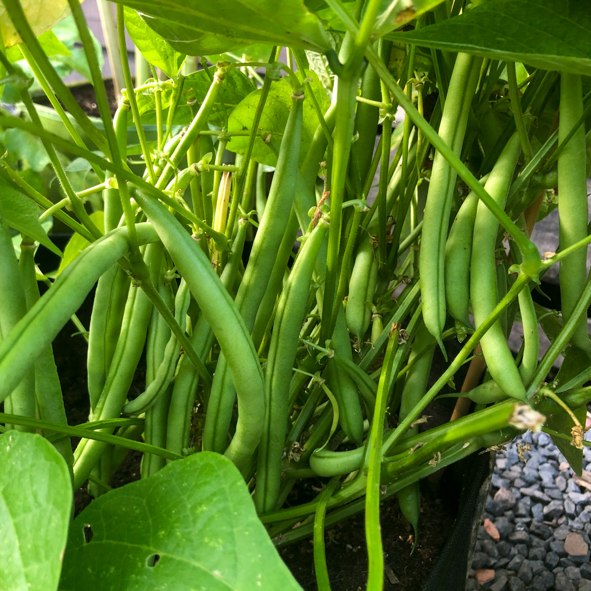 Stamboontjes in een Makkelijke Moestuin mini: enorme oogst op een klein oppervlak