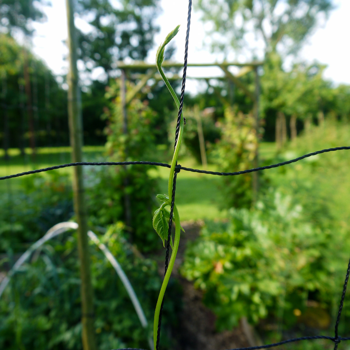 Stokboon vindt de weg omhoog aan het klimrek in de Makkelijke Moestuinbak