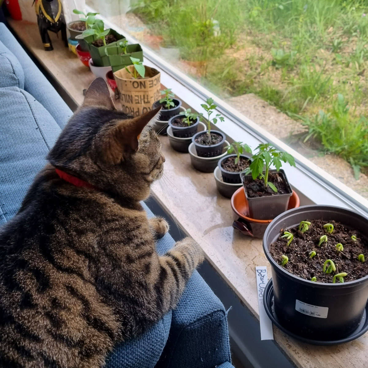 Poes Joep houd de zaailingen op de vensterbank in de gaten.