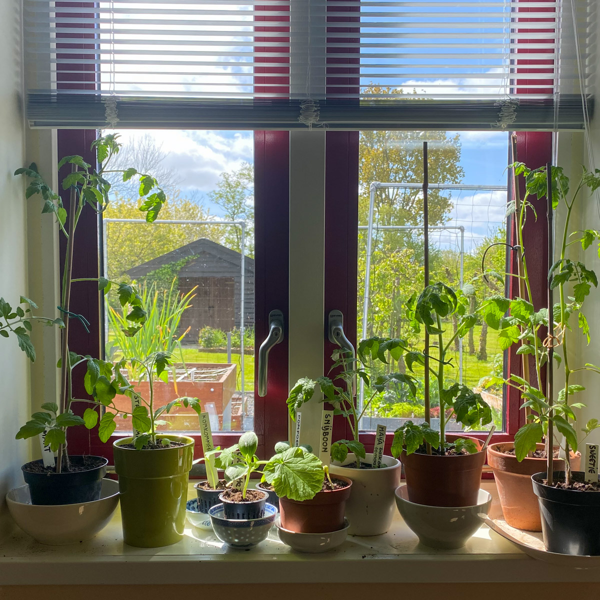 Zomergroentes op de vensterbank