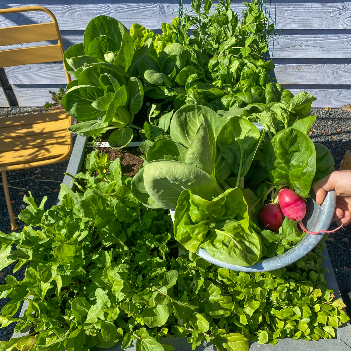 Vanaf begin mei oogst je steeds meer en vaker uit een Makkelijke Moestuin