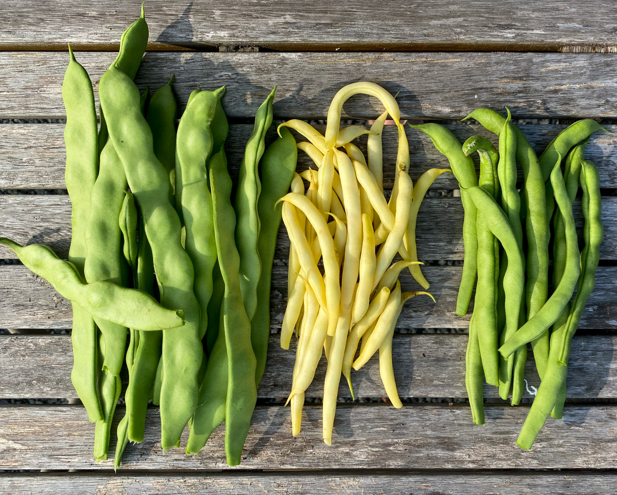 De snijbonen, boterbonen en spekbonen van de Makkelijke Moestuin