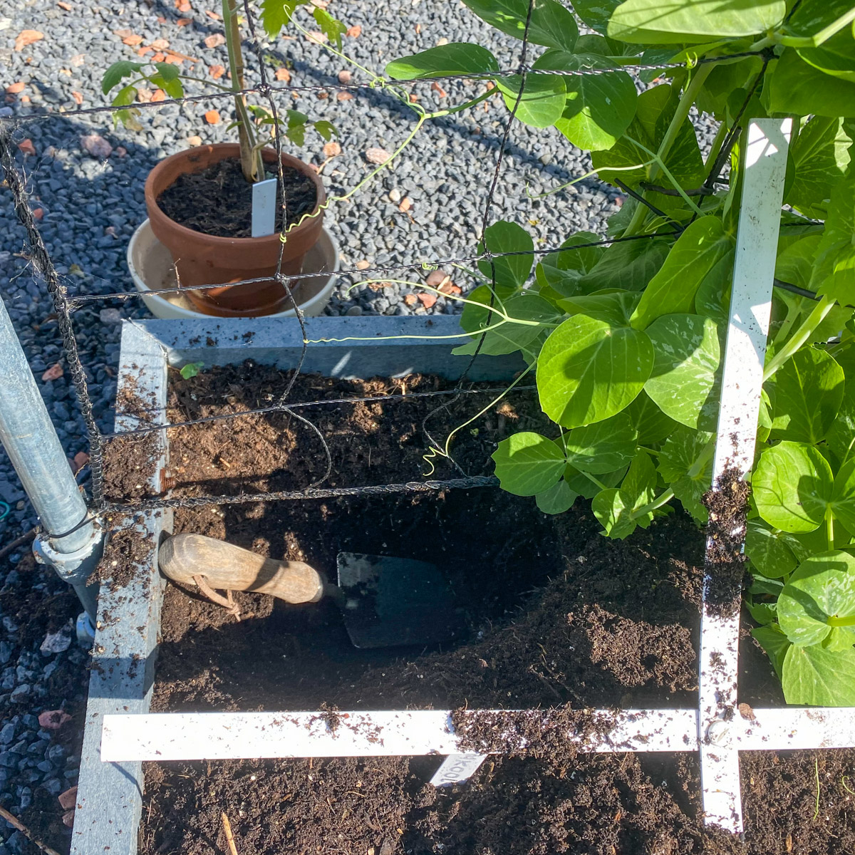 Voor het uitplanten van hoge tomatenplanten graaf je eerst een diepe, brede kuil in het vak.