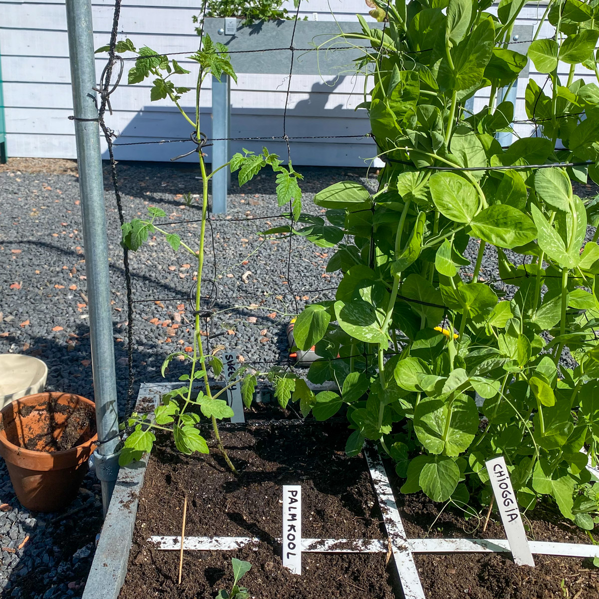Makkelijke Moestuin Sweety kerstomaat: net uitgeplant bij het klimrek
