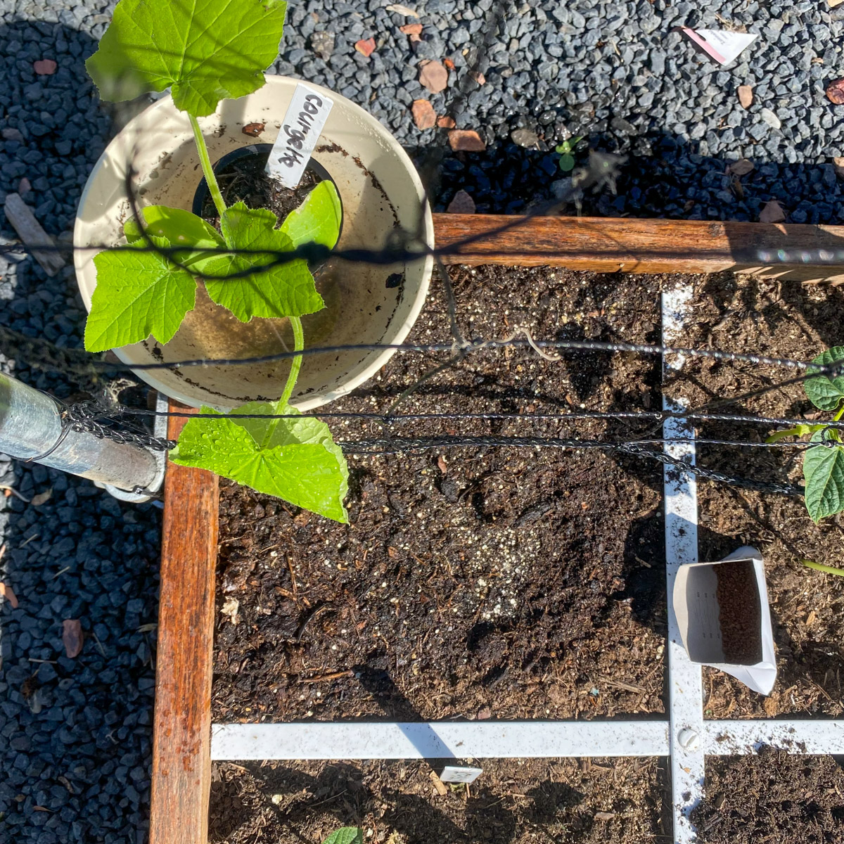 Courgette plantje in een kom met water
