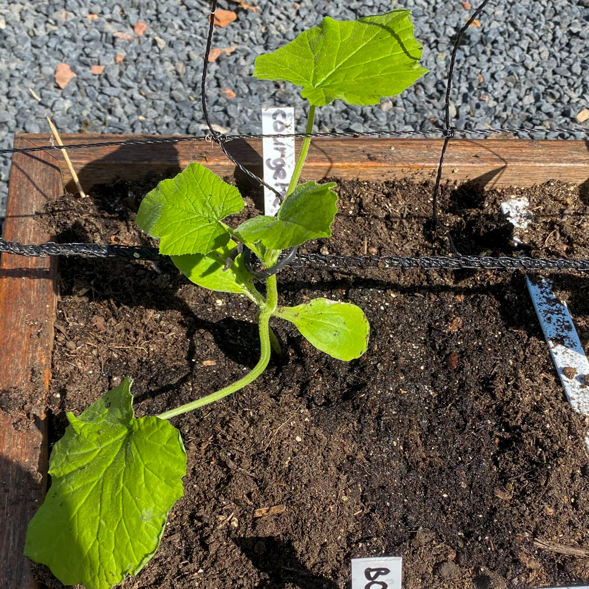 Plant een voorgezaaide klimcourgette net zo diep als dat ie in het potje stond.