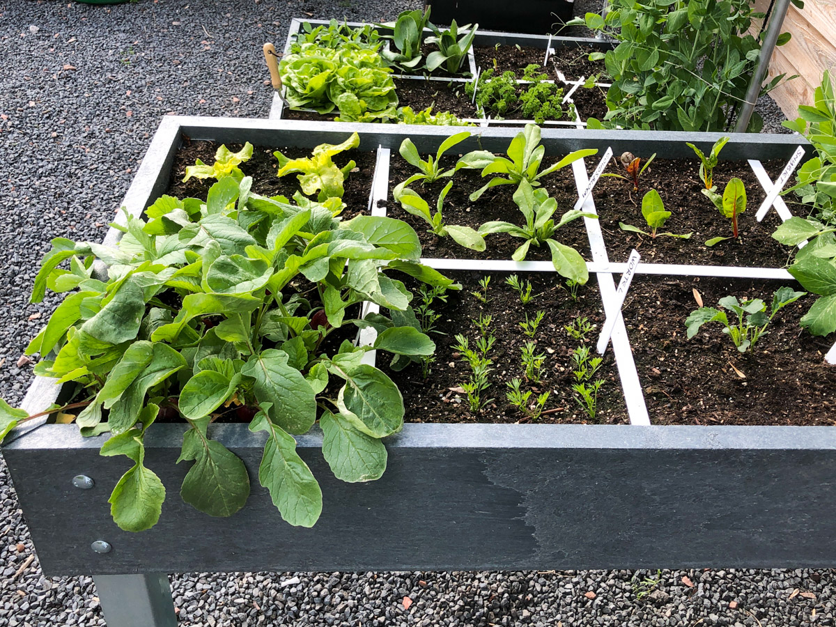 Plants growing at the right distance from each other